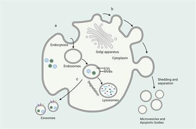 Applications of emerging extracellular vesicles technologies in the treatment of inflammatory diseases